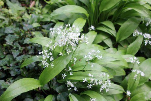 veneux 1 mai 2012 005.jpg