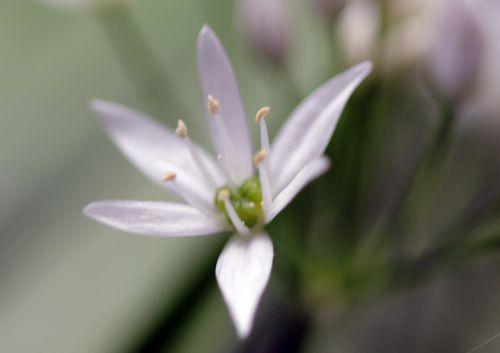 veneux 1 mai 2012 029.jpg