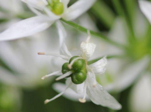 veneux 1 mai 2012 011.jpg