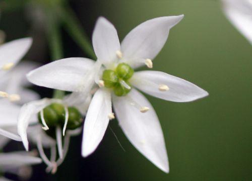 veneux 1 mai 2012 012.jpg