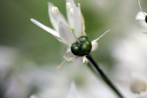 veneux 1 mai 2012 015.jpg