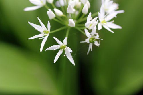 veneux 1 mai 2012 013.jpg