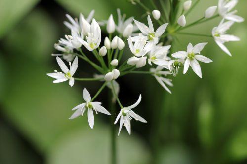 veneux 1 mai 2012 010.jpg