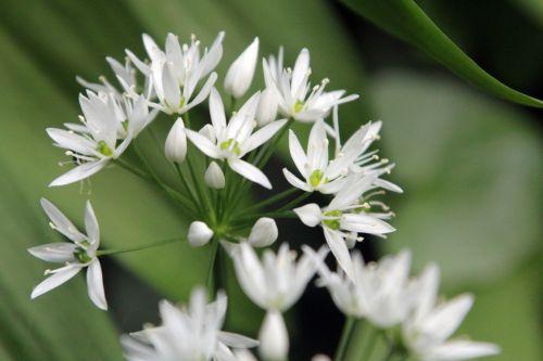 veneux 1 mai 2012 008.jpg