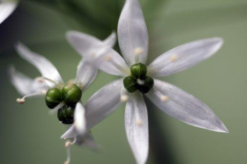 veneux 1 mai 2012 026.jpg