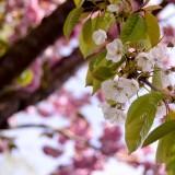 Avril 2012 Flowers (9) Avril 2012 – Flowers