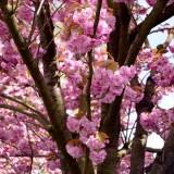 Avril 2012 Flowers (3) Avril 2012 – Flowers