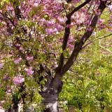 Avril 2012 Flowers (5) Avril 2012 – Flowers