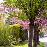 Avril 2012 Flowers (12) Avril 2012 – Flowers