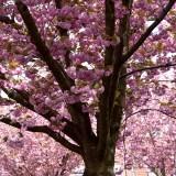 Avril 2012 Flowers (18) Avril 2012 – Flowers