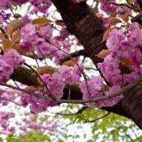 Avril 2012 Flowers (17) Avril 2012 – Flowers