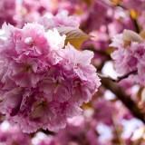 Avril 2012 Flowers (13) Avril 2012 – Flowers