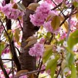 Avril 2012 Flowers (8) Avril 2012 – Flowers