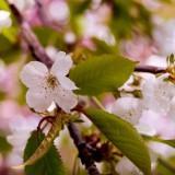 Avril 2012 Flowers (11) Avril 2012 – Flowers