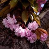 Avril 2012 Flowers (1) Avril 2012 – Flowers