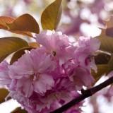 Avril 2012 Flowers (15) Avril 2012 – Flowers