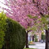 Avril 2012 Flowers (16) Avril 2012 – Flowers