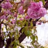 Avril 2012 Flowers (6) Avril 2012 – Flowers