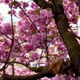 Avril 2012 Flowers (4) Avril 2012 – Flowers