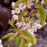 Avril 2012 Flowers (7) Avril 2012 – Flowers