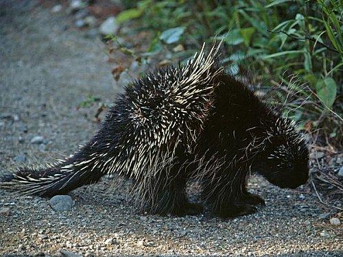 porcupine.jpg