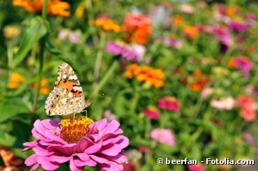 Comment inviter les papillons dans son jardin ?