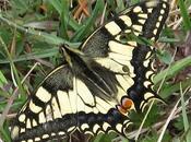Machaon Punaises