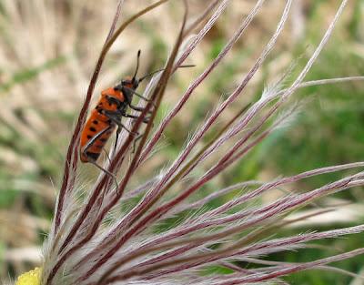 Machaon et Punaises