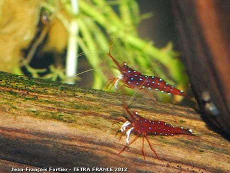 01-caridina-dennerli-paire 01-caridina-dennerli-paire