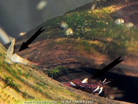 01-caridina-dennerli-et-sa-mue 01-caridina-dennerli-et-sa-mue