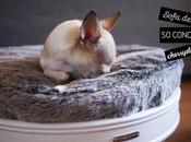 (PHOTOS) concept paniers design modulables pour chiens