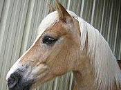 homme viole jument, elle l'envoie l'hôpital