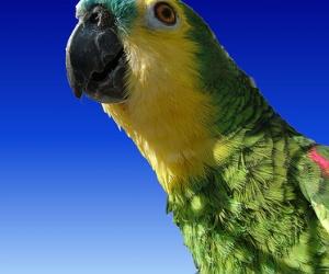 Un perroquet qui connaît son adresse, c'est futé !