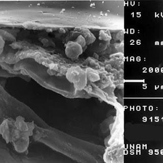 Mexique: des couteaux d'obsidiennes utilisés pour des sacrifices humains