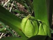 Colchiques dans prés…