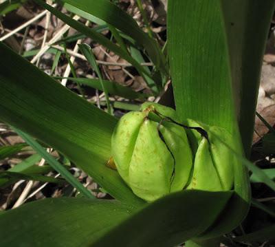 Colchiques dans les prés…