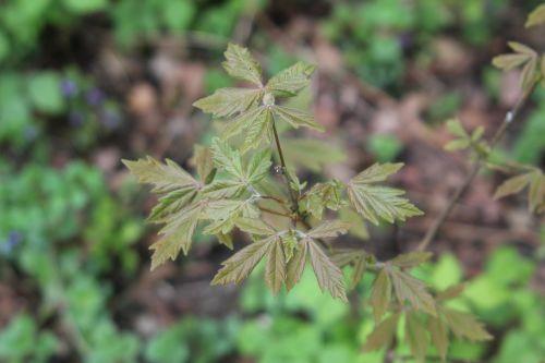 4 acer romi 28 avril 2012 043.jpg