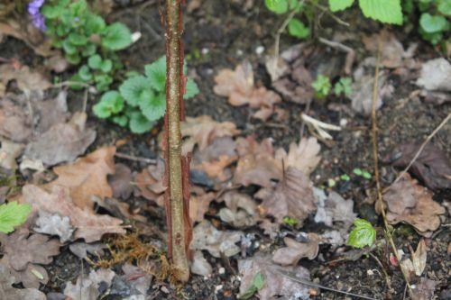 7 acer romi 28 avril 2012 045.jpg