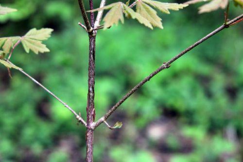 6 acer romi 28 avril 2012 044.jpg