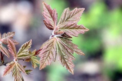 2 acer romi 20 avril 2012 079.jpg