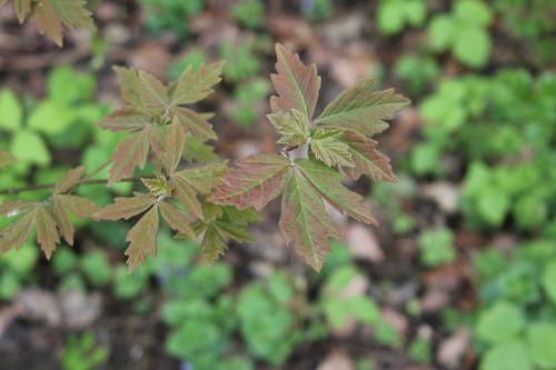 5 acer romi 28 avril 2012 042.jpg