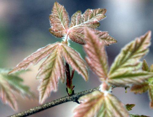 3 acer romi 20 avril 2012 080.jpg