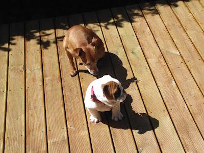 Un petit nouveau dans la famille