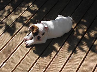 Un petit nouveau dans la famille