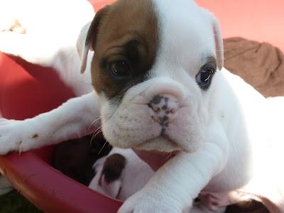 Un petit nouveau dans la famille