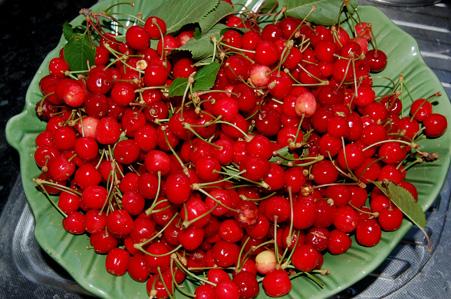 plat des premières cerises