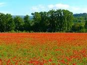 magie coquelicots