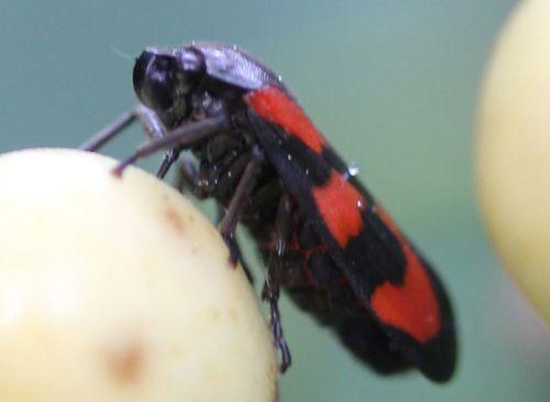 cercope rec veneux 4 mai 2012 037.jpg