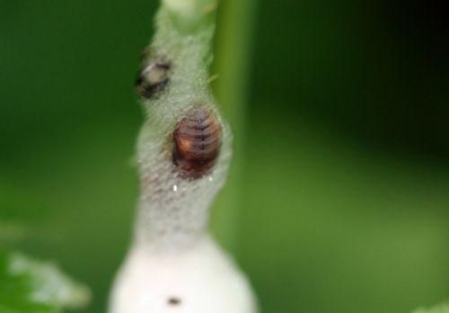 bave rec 15 mai 102.jpg