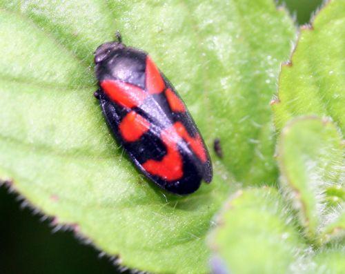 cercope romi 15 mai 099.jpg